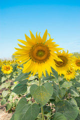 daytime Thailand outdoor blue sky background one sunflower nature is beautiful wallpaper