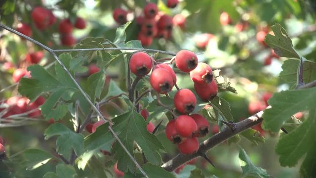 Crataegus, commonly called hawthorn, quickthorn, thornapple, May-tree, whitethorn, hawberry, in Rosaceae a medicinal tree, red berries grow on several branches on one stem