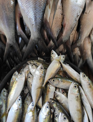 The fish sold in Indonesian traditional market in South Sulawesi - Indonesia.