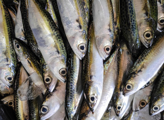 Obraz premium The fish sold in Indonesian traditional market in South Sulawesi - Indonesia.