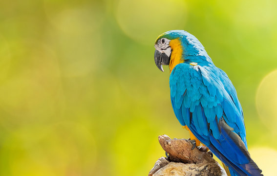 Close up Blue and Gold Macaw Perched on Branch Isolated on Background with Copy Space