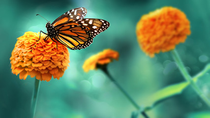 Fototapeta Monarch orange butterfly and  bright summer flowers on a background of blue foliage in a fairy garden. Macro artistic image. obraz