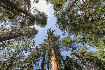 Riesenmammutbäume im Yosemite-Nationalpark, Kalifornien, USA
