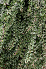 ivy on the wall