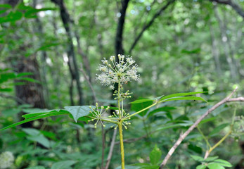 Branch of bush (Eleutherococcus senticosus) 14