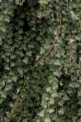 ivy on the wall