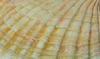 Surface of shell of scallop 3