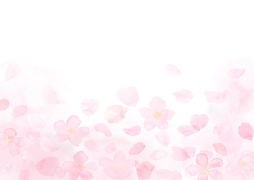 桜と花びら　ふわり　水彩