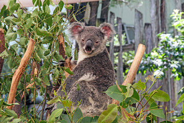 Koala
