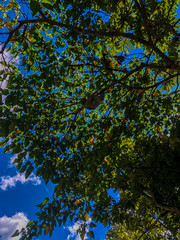 Beautiful sloth in its natural habitat 