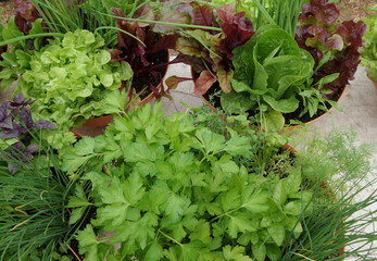 home grown salad