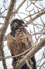 bird of prey