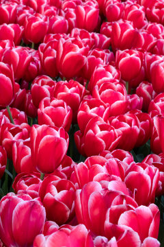 Red tulips as background in garden.