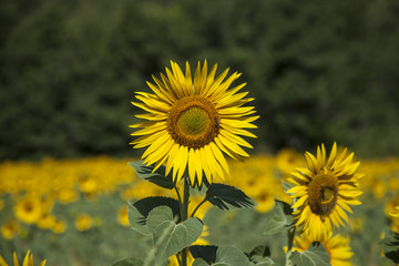 Obraz premium Large Yellow Blooming Sunflower Field