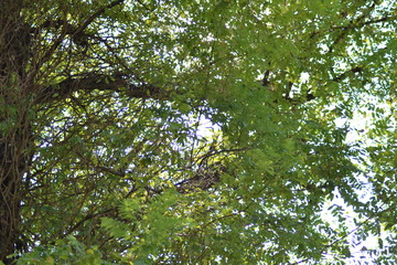 parco, estate, relax , uccellini, verde, cane, acqua, tronco