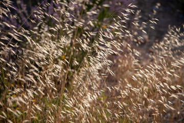 Delicate Plants On A Meadow
