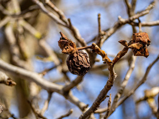 Walnut