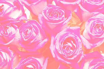Beautiful pink roses background.