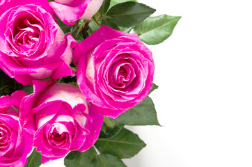 Beautiful pink roses isolated on white background. Copy space. - Image