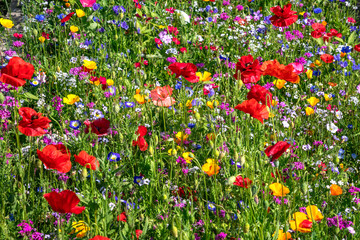 beautiful nature background of different summer flowers