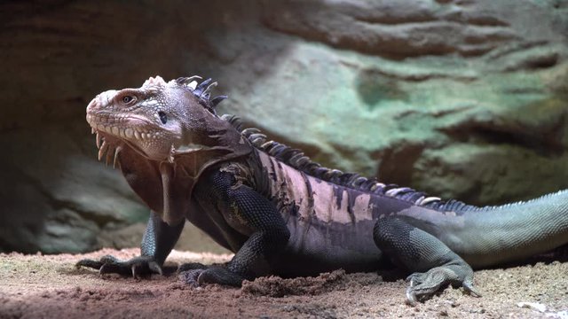 Exotic green and white lizard iguana in zoo as human pet friend with natural background