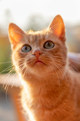 Portrait of a cute small curiosity cat. Close up