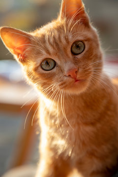 Portrait of a cute small curiosity cat. Close up