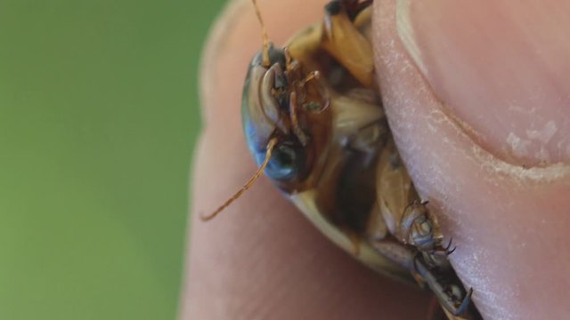 Man holds between fingers, Great diving beetle (Dytiscus marginalis water beetles) dark-coloured. Macro view insect in wildlife 