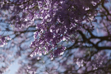 Jacaranda flower under the sunlight.