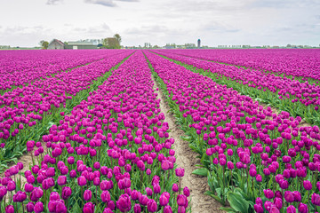 Seemingly endless rows dark pink tulips