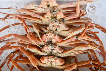 カニ・新鮮・採れたて・ズワイガニ