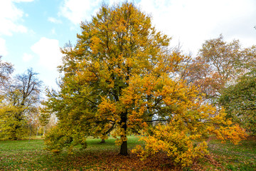 Fototapeta premium Autumn colors in Hyde Park