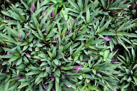 Tradescantia spathacea or Oyster Plant green and purple leaves herbal decoration garden .