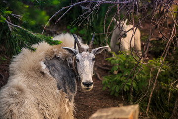 Mountain Goats in Glacier National Park