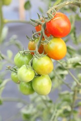 Fresh red tomatoes on the tree