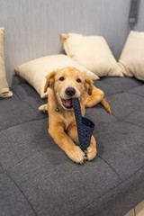 Dodgy golden retriever puppy biting a shoe on sofa bed
