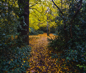 A walk in Epping Forest in autumn colors
