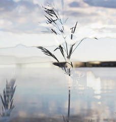 The mixed image of the view of the blossom grass and the natural background of the view of the lake at the warm spring sunset at the City Park. 