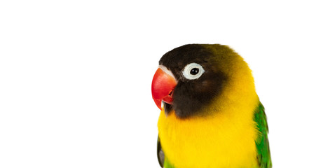 Fototapeta na wymiar Beautiful portrait of a yellow lovebird