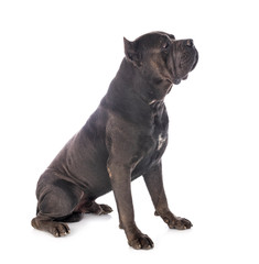 Obraz premium cane corso in studio