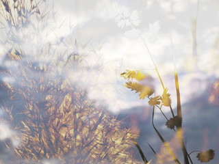 The mixed image of the view of the blossom grass and the natural background of the view of the lake at the warm spring sunset at the City Park. 
