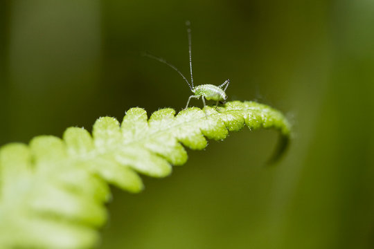 Bug on fern