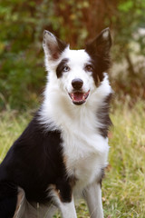 Beautiful black and white Border Collie dog