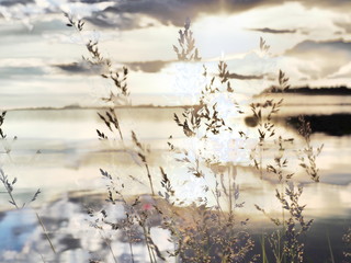 The mixed image of the view of the blossom grass and the natural background of the view of the lake at the warm spring sunset at the City Park. 