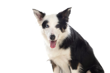 Beautiful black and white Border Collie dog