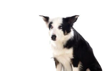 Beautiful black and white Border Collie dog
