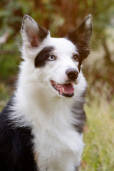 Beautiful black and white Border Collie dog