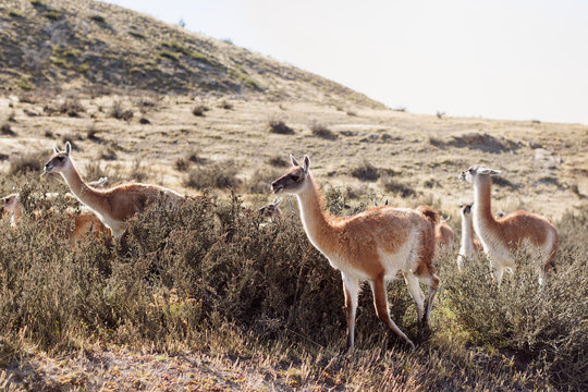 Guanacos grazing