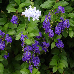 Skyflowers, Duranta erecta - blue purple lilac flowers on a background of greenery