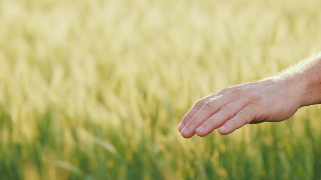 A team of confident farmers raises their hands on a background of a field of wheat